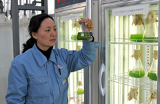 微藻示范基地工作人員現(xiàn)場操作