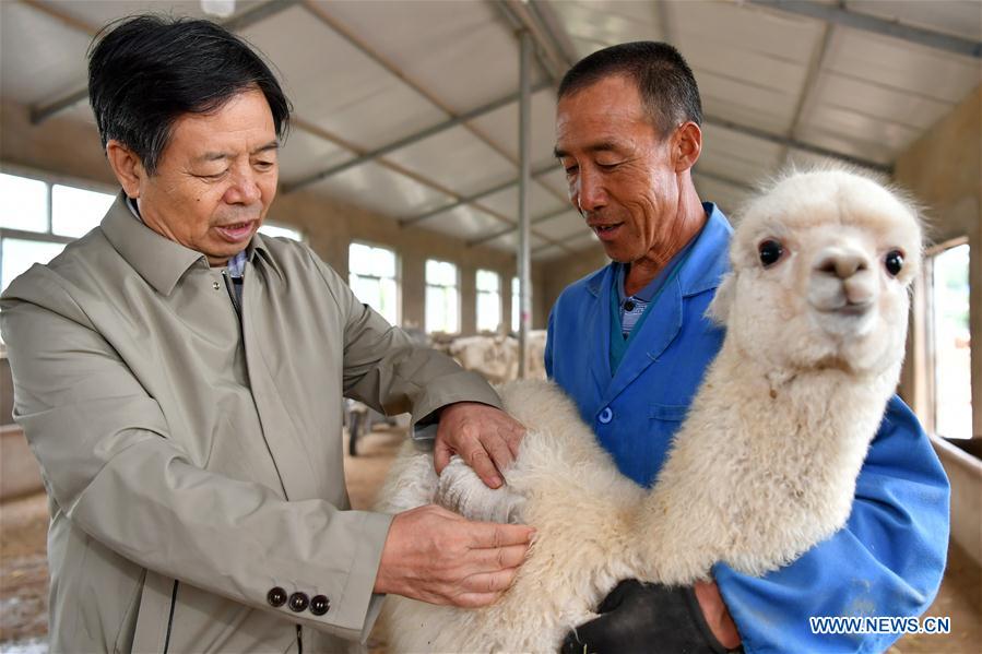 CHINA-SHANXI-YANGQU-ALPACA BREEDING-POVERTY ALLEVIATION (CN)