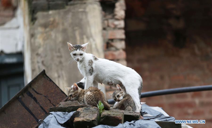 NEPAL-KATHMANDU-DAILY LIFE-CAT