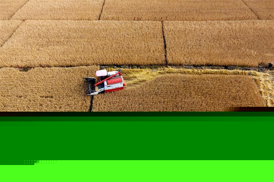CHINA-AUTUMN-HARVEST (CN)