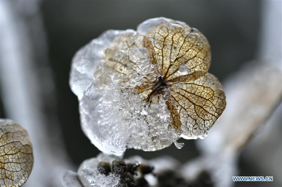 #CHINA-HUBEI-ENSHI-FROZEN PLANTS(CN)