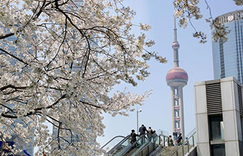 Cherry blossoms in Pudong New Area, China's Shanghai