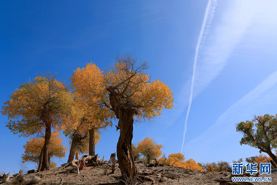 額濟(jì)納——秋天最美的童話