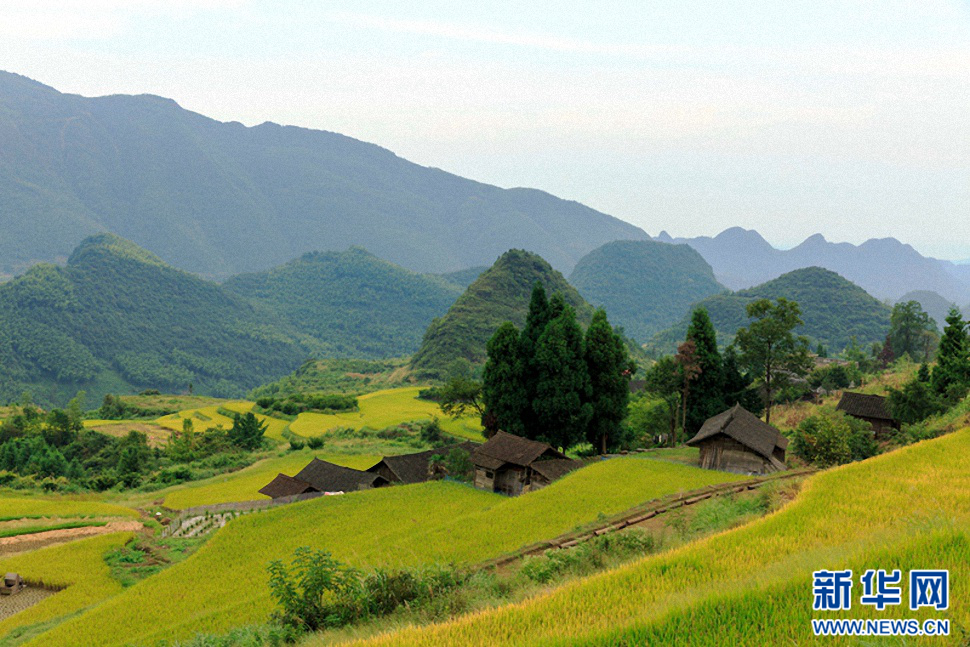 塘家梯田金秋最美時