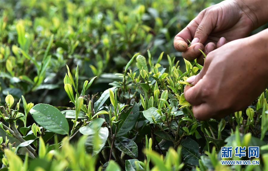 （經濟）（8） 西藏墨脫：茶業(yè)變成致富“金葉”