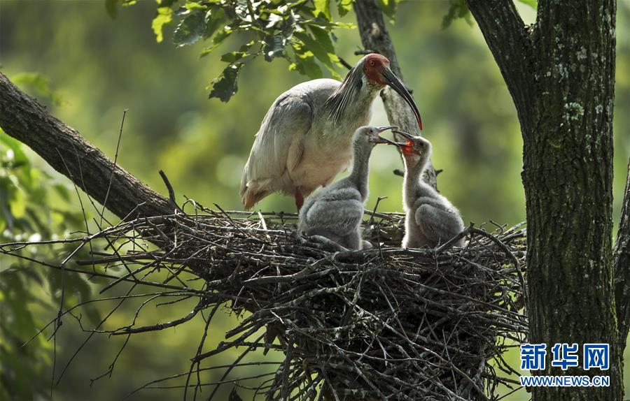 （壯闊東方潮 奮進新時代&mdash;&mdash;慶祝改革開放40年）（7）美麗中華大地書寫綠色傳奇