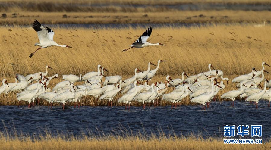 （壯闊東方潮 奮進(jìn)新時(shí)代&mdash;&mdash;慶祝改革開(kāi)放40年）（12）美麗中華大地書(shū)寫(xiě)綠色傳奇