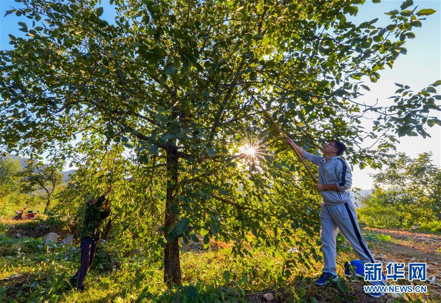 （在習近平新時代中國特色社會主義思想指引下&mdash;&mdash;新時代新作為新篇章&middot;鄉村振興戰略&middot;圖文互動）（1）&ldquo;小山貨&rdquo;成為&ldquo;黃金果&rdquo;&mdash;&mdash;河北涉縣山核桃&ldquo;抱團發展&rdquo;贏市場