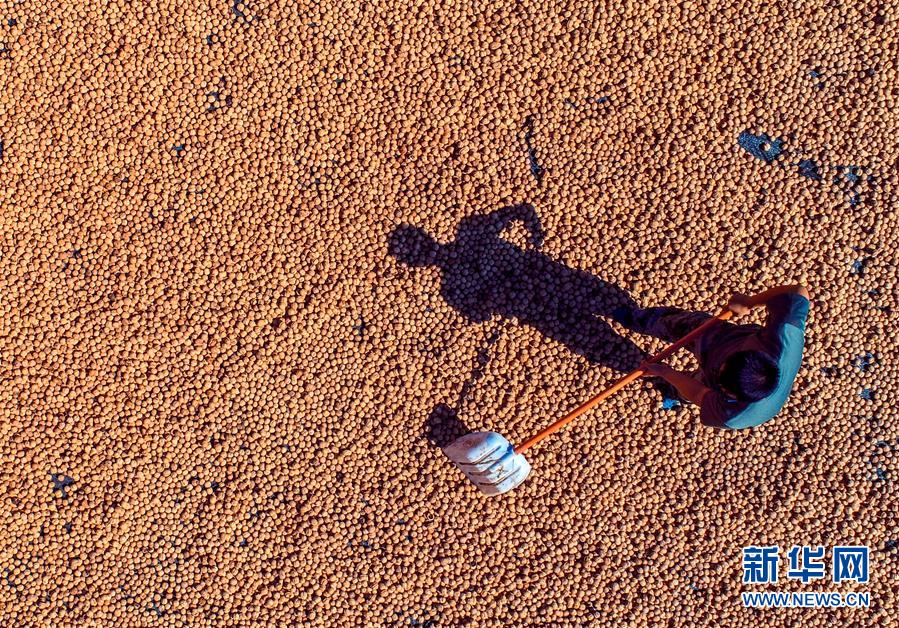 （在習近平新時代中國特色社會主義思想指引下&mdash;&mdash;新時代新作為新篇章&middot;鄉村振興戰略&middot;圖文互動）（2）&ldquo;小山貨&rdquo;成為&ldquo;黃金果&rdquo;&mdash;&mdash;河北涉縣山核桃&ldquo;抱團發展&rdquo;贏市場