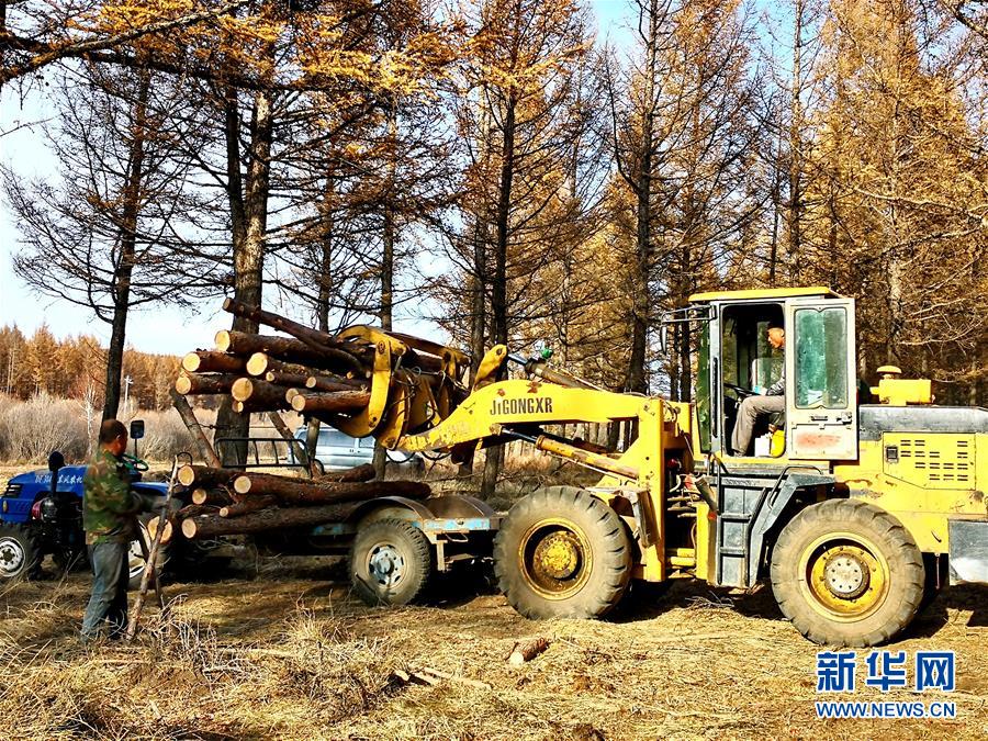 （新華全媒頭條·圖文互動）（7）那一抹綠色，走進越來越多人心里——河北塞罕壩續寫新時代綠色傳奇
