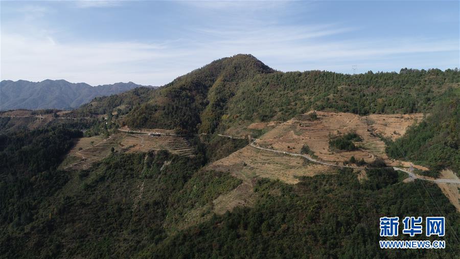 （在習近平新時代中國特色社會主義思想指引下&middot;慶祝改革開放40周年&middot;共享發展&middot;圖文互動）（4）&ldquo;浙江親人&rdquo;請心安 白茶苗已種滿山&mdash;&mdash;浙江安吉捐贈四川青川白茶苗種植地探訪