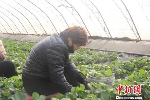 正值隆冬時(shí)節(jié)，山西省長(zhǎng)治市長(zhǎng)子縣天寒地凍，最低氣溫已有零下十幾度，當(dāng)?shù)氐氖卟舜笈飪?nèi)卻&ldquo;春意盎然&rdquo;、生機(jī)勃勃。　王維寧 攝