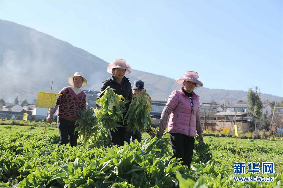 （新春走基層&middot;圖文互動）（1）&ldquo;蒜農&rdquo;不種蒜 買蒜過除夕&mdash;&mdash;洱海農業綠色轉型見聞