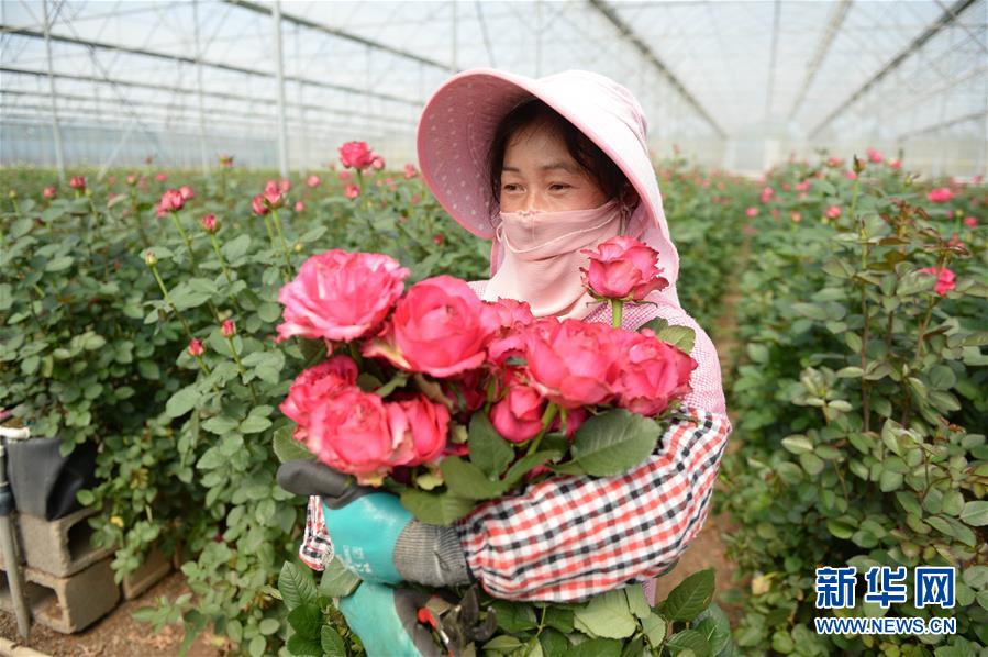 （在習近平新時代中國特色社會主義思想指引下&mdash;&mdash;新時代新作為新篇章&middot;圖文互動）（1）紅土高原上掀起&ldquo;綠色旋風&rdquo; 