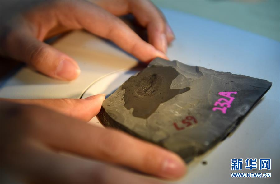 （新華全媒頭條&middot;圖文互動）（8）探尋5億年前&ldquo;生命大爆炸&rdquo;之奧秘&mdash;&mdash;中國科學(xué)家發(fā)現(xiàn)寒武紀(jì)&ldquo;化石寶庫&rdquo;清江生物群紀(jì)實