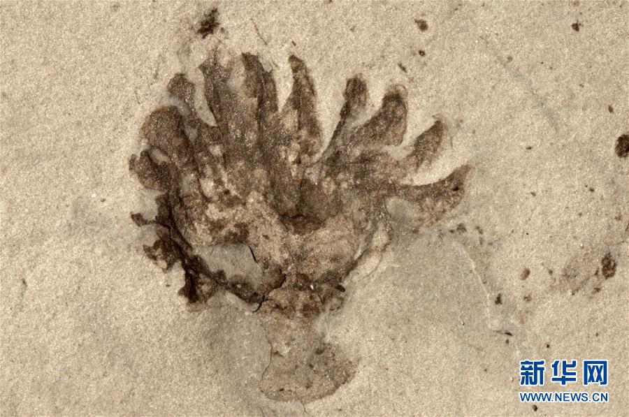 （新華全媒頭條&middot;圖文互動）（9）探尋5億年前&ldquo;生命大爆炸&rdquo;之奧秘&mdash;&mdash;中國科學(xué)家發(fā)現(xiàn)寒武紀(jì)&ldquo;化石寶庫&rdquo;清江生物群紀(jì)實