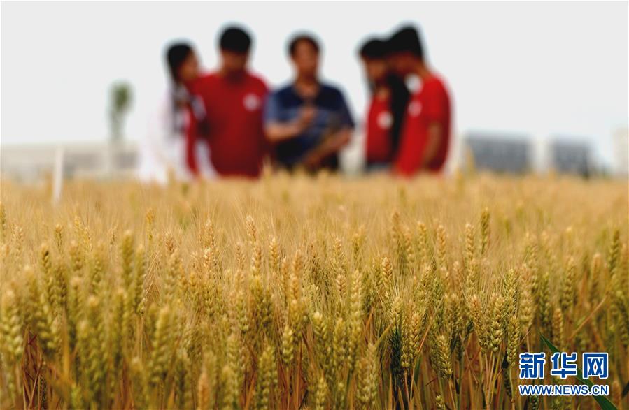 （新華全媒頭條&middot;愛國情 奮斗者&middot;圖文互動）（7）把論文寫在祖國的大地上&mdash;&mdash;中國農業大學46年扎根河北曲周服務鄉村振興紀實