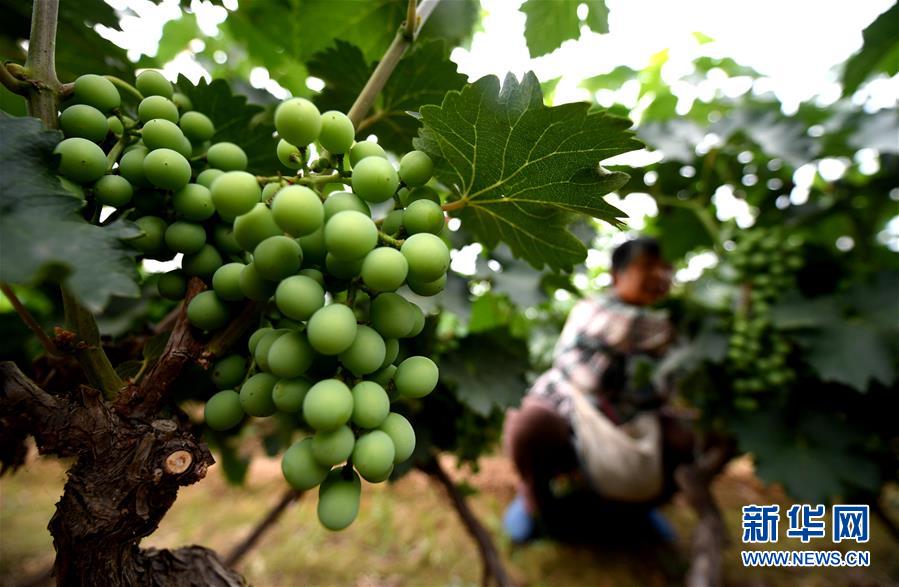 （新華全媒頭條&middot;圖文互動）（4）一個傳統(tǒng)農(nóng)業(yè)縣的脫貧之路&mdash;&mdash;來自河北新河的調(diào)查報告