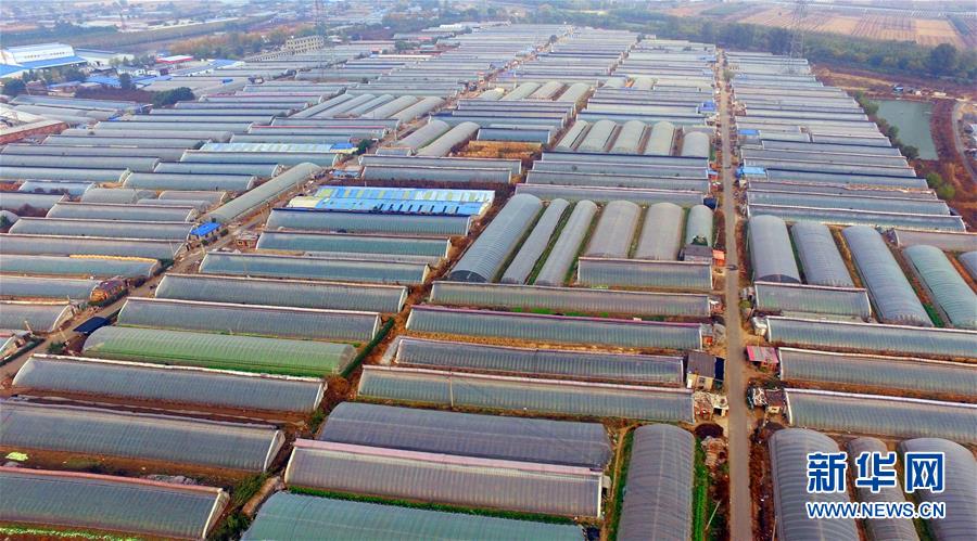 （新華全媒頭條&middot;圖文互動）（4）和蔬菜&ldquo;說話&rdquo;的人&mdash;&mdash;中國工程院院士李天來的&ldquo;棚菜人生&rdquo;