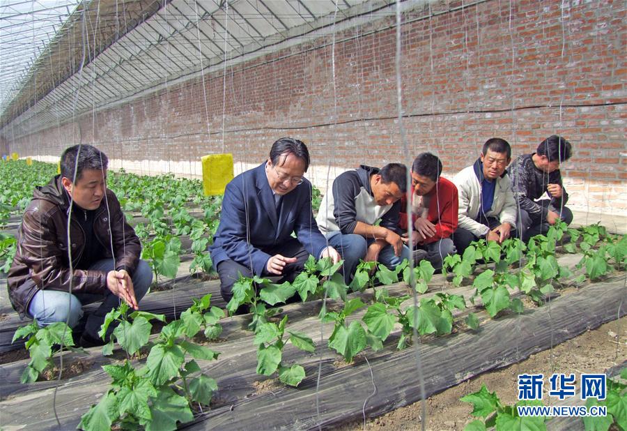 （新華全媒頭條&middot;圖文互動）（6）和蔬菜&ldquo;說話&rdquo;的人&mdash;&mdash;中國工程院院士李天來的&ldquo;棚菜人生&rdquo;