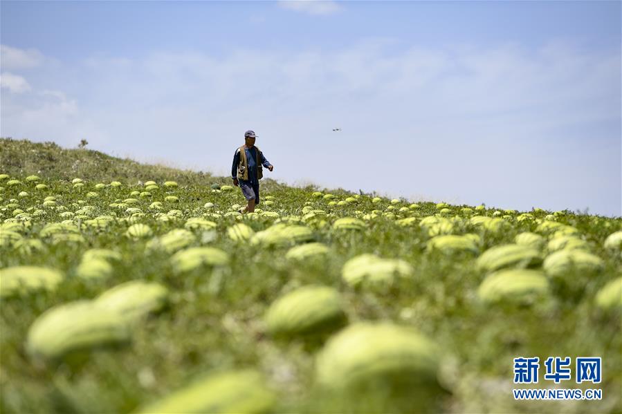 （壯麗70年&middot;奮斗新時(shí)代&mdash;&mdash;共和國發(fā)展成就巡禮&middot;圖文互動(dòng)）（4）生態(tài)美、百姓富&mdash;&mdash;品讀嶄新&ldquo;寧夏畫卷&rdquo;