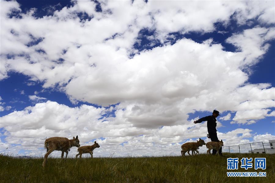 （今日關注&middot;第一屆國家公園論壇&middot;圖文互動）（5）首個國家公園什么樣？專家帶你先&ldquo;睹&rdquo;為快