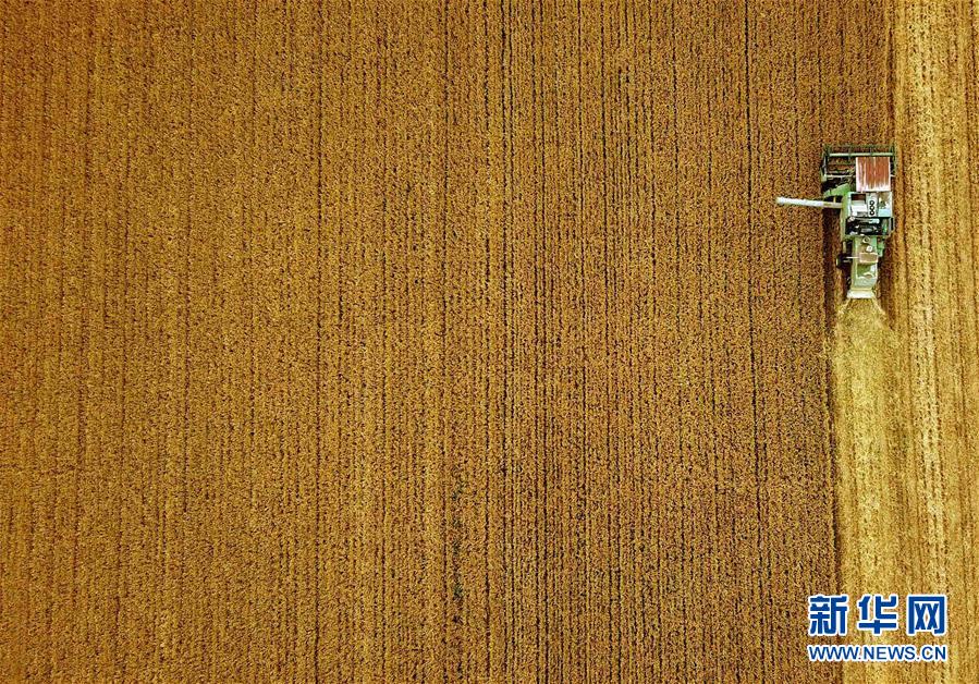 （新華全媒頭條&middot;圖文互動）（7）大國糧倉的新時代交響&mdash;&mdash;河南農業70年觀察