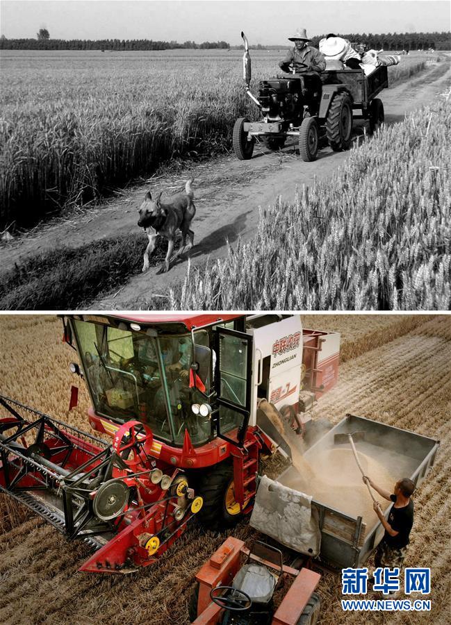 （新華全媒頭條&middot;圖文互動）（8）大國糧倉的新時代交響&mdash;&mdash;河南農業70年觀察