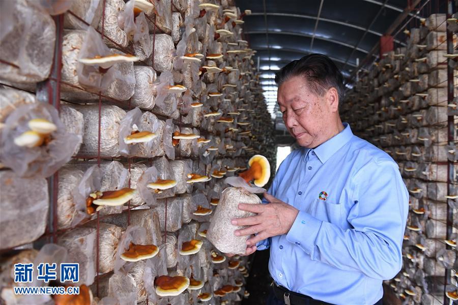 （不忘初心、牢記使命&middot;圖文互動）（1）拳拳寸草心 濃濃報國情&mdash;&mdash;記&ldquo;菌草之父&rdquo;林占熺