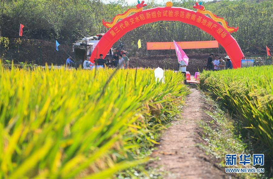 （圖文互動）（1）1046.3公斤！袁隆平第三代雜交水稻首次公開測產(chǎn)