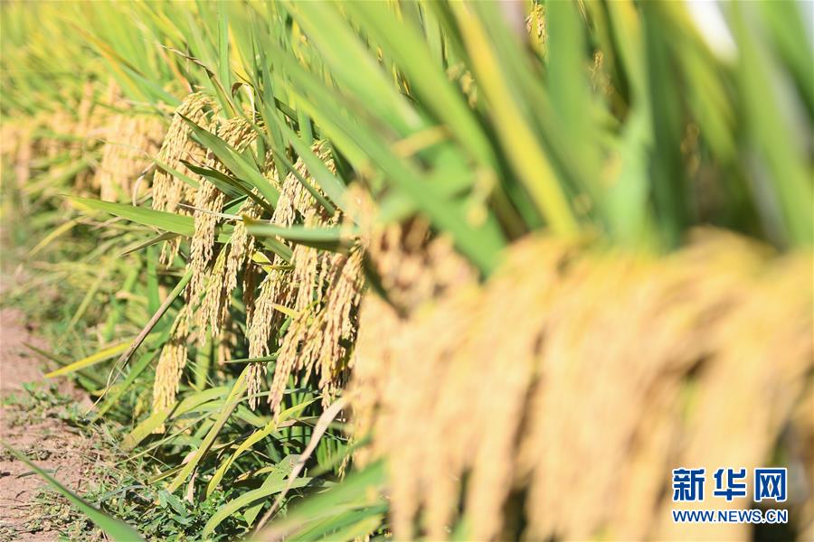 （圖文互動）（8）1046.3公斤！袁隆平第三代雜交水稻首次公開測產