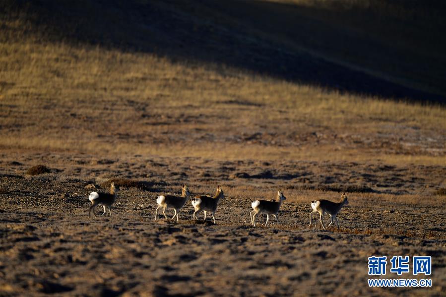 （行走中國&middot;圖文互動）（7）青海三江源：在&ldquo;神山圣湖&rdquo;間尋覓&ldquo;高原精靈&rdquo;