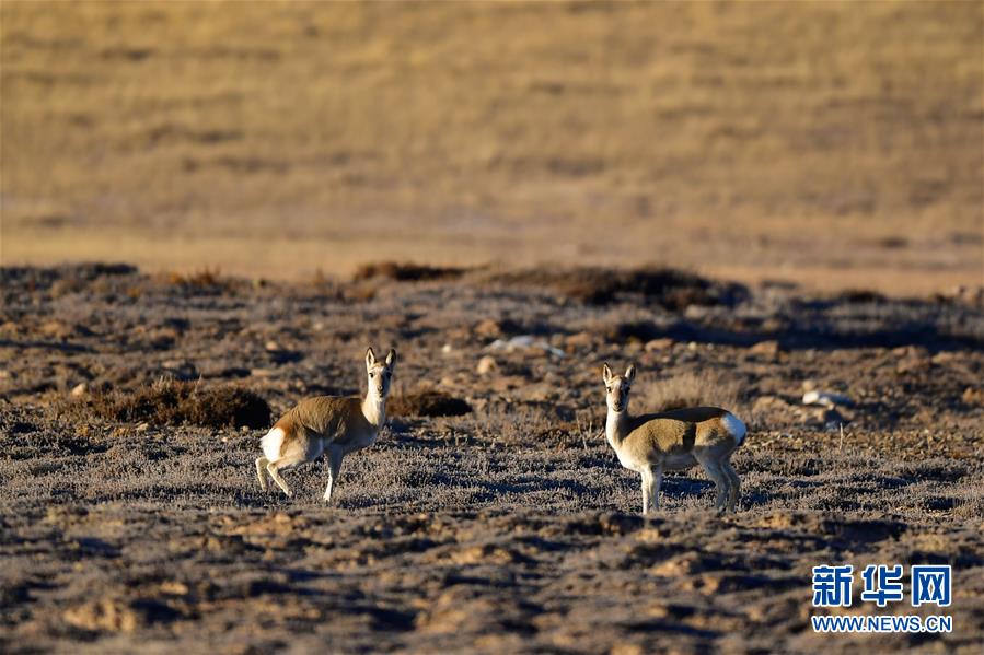 （行走中國&middot;圖文互動）（9）青海三江源：在&ldquo;神山圣湖&rdquo;間尋覓&ldquo;高原精靈&rdquo;