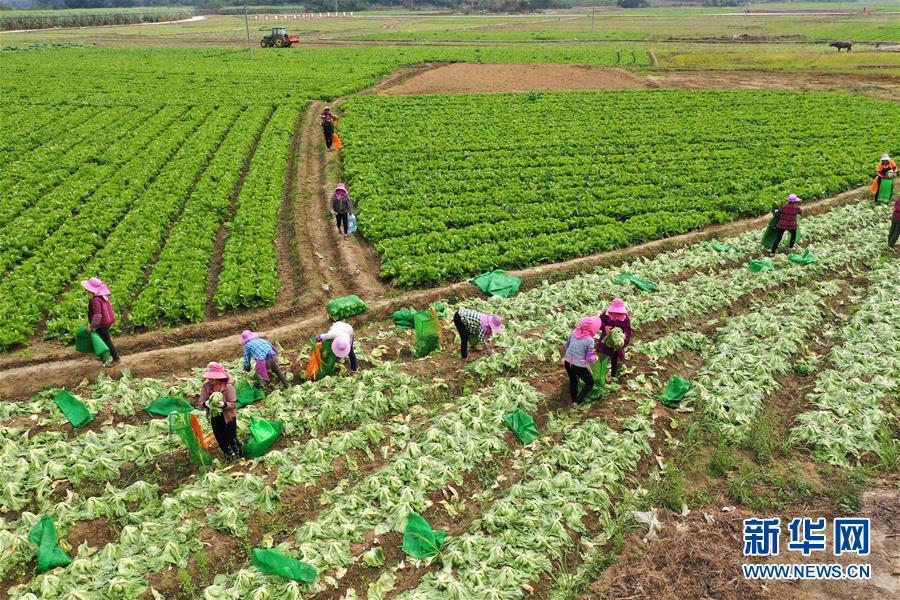 （脫貧攻堅(jiān)&middot;圖文互動(dòng)）（2）&ldquo;豐收?qǐng)D&rdquo;里述脫貧