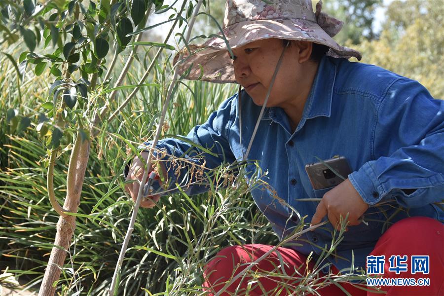 （新華全媒頭條&middot;圖文互動）（4）塔克拉瑪干的&ldquo;播綠使者&rdquo;&mdash;&mdash;中科院新疆生態與地理研究所高級工程師常青的故事