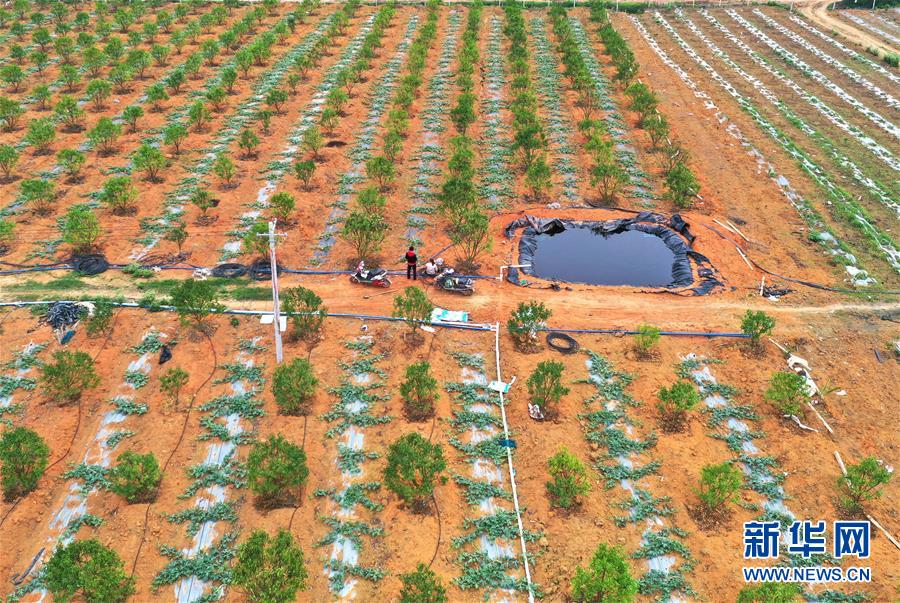 （抓好春耕備耕 穩(wěn)住農(nóng)業(yè)生產(chǎn)&middot;圖文互動(dòng)）（2）農(nóng)時(shí)不等人 扶貧不能拖&mdash;&mdash;種瓜大村春耕生產(chǎn)見聞 