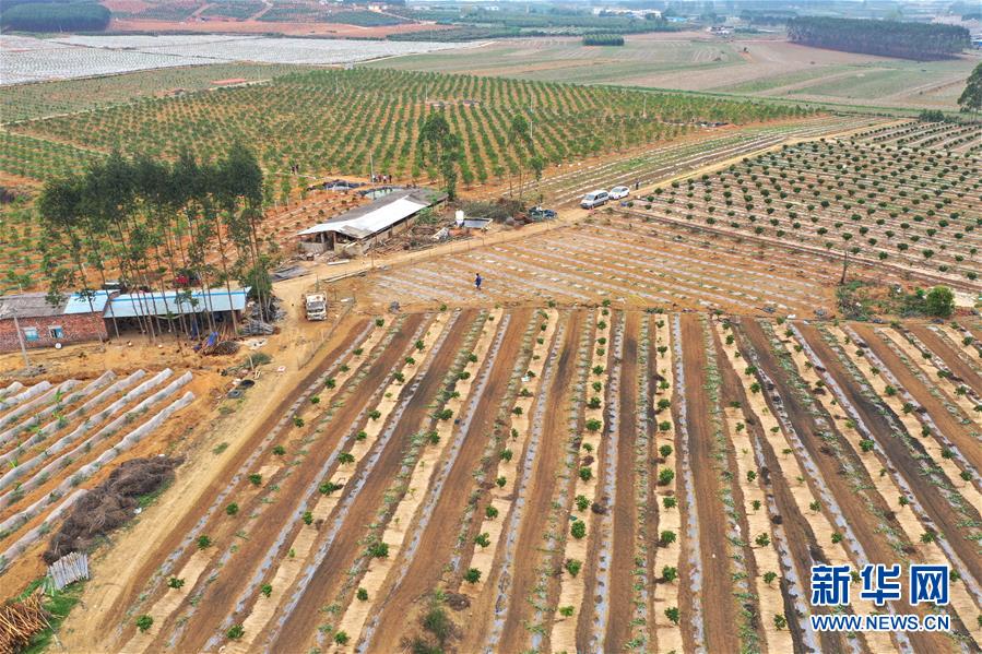 （抓好春耕備耕 穩(wěn)住農(nóng)業(yè)生產(chǎn)&middot;圖文互動(dòng)）（3）農(nóng)時(shí)不等人 扶貧不能拖&mdash;&mdash;種瓜大村春耕生產(chǎn)見聞 