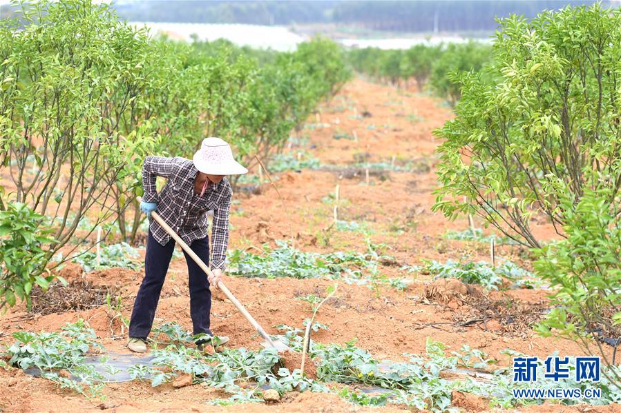 （抓好春耕備耕 穩(wěn)住農(nóng)業(yè)生產(chǎn)&middot;圖文互動(dòng)）（6）農(nóng)時(shí)不等人 扶貧不能拖&mdash;&mdash;種瓜大村春耕生產(chǎn)見聞 