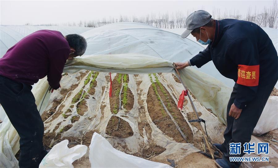 （脫貧攻堅&middot;圖文互動）（2）天津：惠豐前村種下脫貧致富&ldquo;新希望&rdquo;