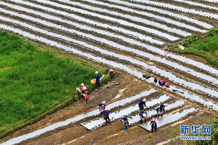 （決戰決勝脫貧攻堅&middot;圖文互動）（5）貴州黔東南：搶抓壩區春耕 決勝脫貧攻堅