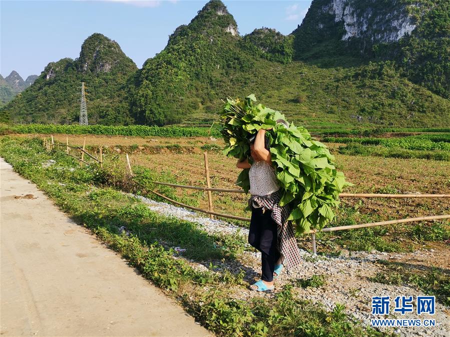 （決戰(zhàn)決勝脫貧攻堅(jiān)·圖文互動(dòng)）桑蠶織出“致富網(wǎng)”——桂西邊境山村走訪(fǎng)見(jiàn)聞