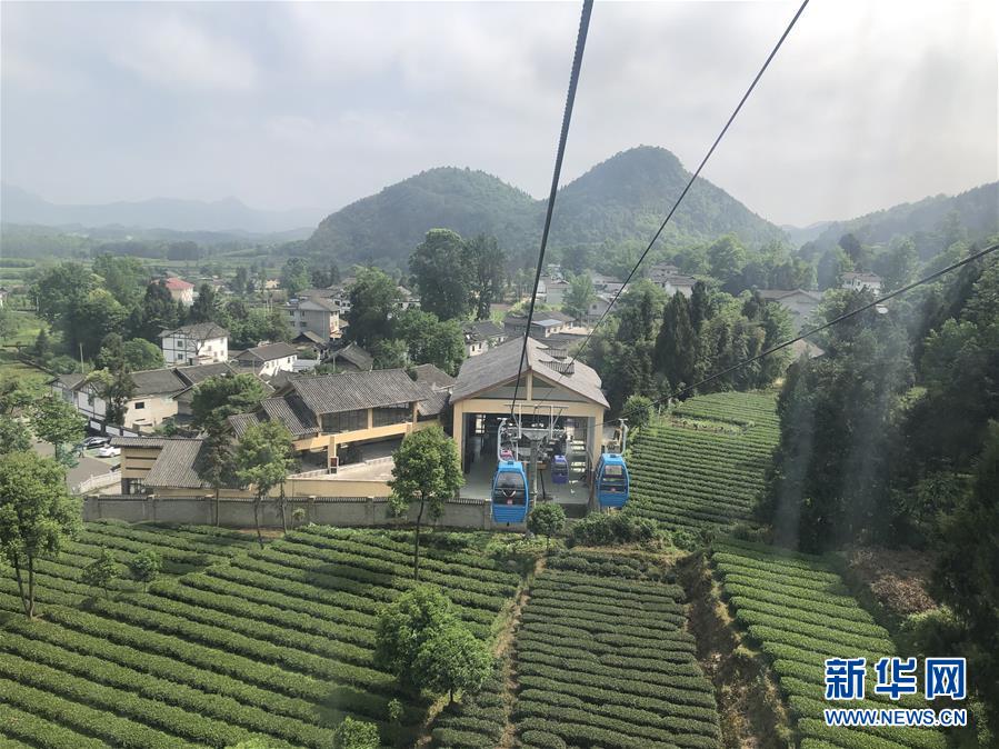 （決戰(zhàn)決勝脫貧攻堅&middot;圖文互動）人均一畝茶 如此富萬家&mdash;&mdash;貴州鳳岡茶產(chǎn)業(yè)的嬗變