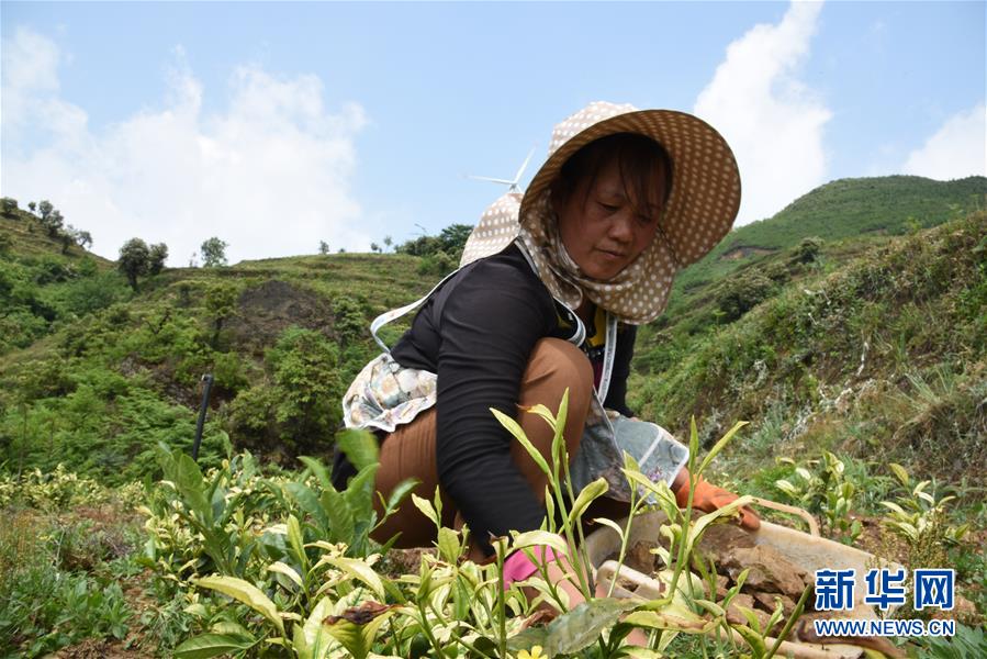 （新華全媒頭條·圖文互動(dòng)）（14）初夏，循著總書記的腳步探訪產(chǎn)業(yè)扶貧新事