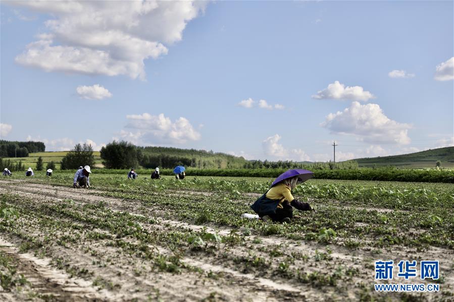 （決戰決勝脫貧攻堅&middot;圖文互動）（2）脫貧致富新&ldquo;良藥&rdquo;