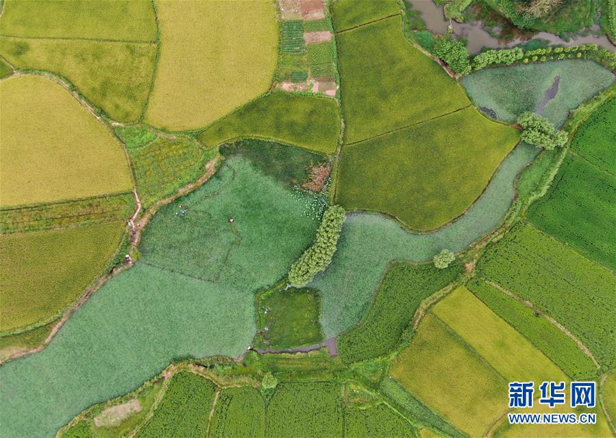 （美麗中國）（3）鄉(xiāng)村稻田&ldquo;調(diào)色板&rdquo;