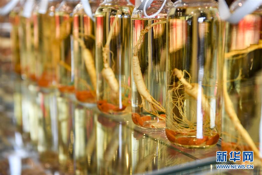 （走向我們的小康生活）（13）人參產業助民增收