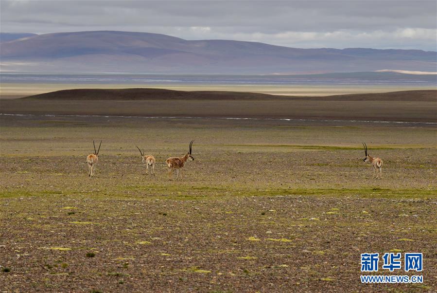 （新華全媒頭條&middot;走向我們的小康生活&middot;決戰決勝脫貧攻堅&middot;圖文互動）（4）兩次遷徙&ldquo;搬窮&rdquo;記&mdash;&mdash;海拔最高縣雙湖的&ldquo;戰貧故事&rdquo;