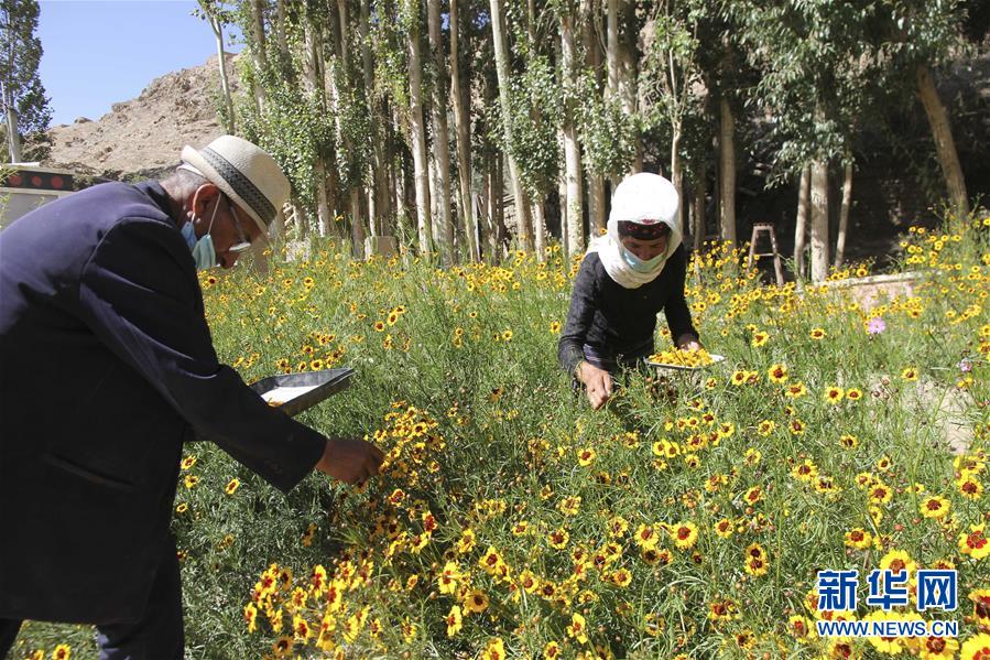（決戰決勝脫貧攻堅&middot;圖文互動）（1）帕米爾高原盛開&ldquo;富民花&rdquo;