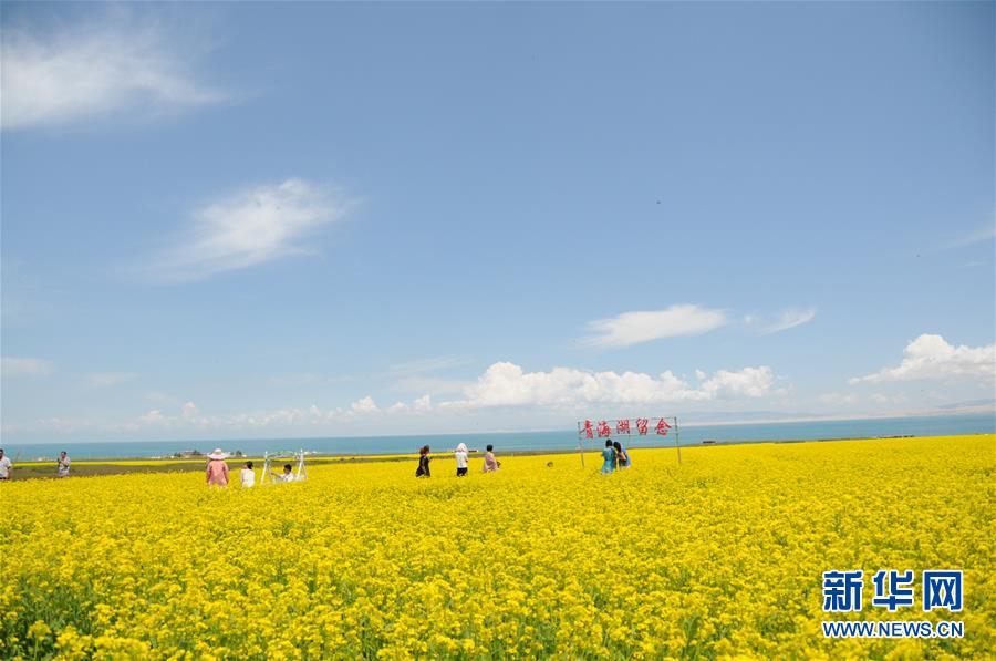 （新華全媒頭條&middot;圖文互動(dòng)）（8）大湖見證 &mdash;&mdash;持續(xù)保護(hù)讓青海湖生態(tài)華麗&ldquo;蝶變&rdquo;