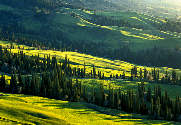 【長篇通訊】塞罕壩，京城綠色屏障的前世今生